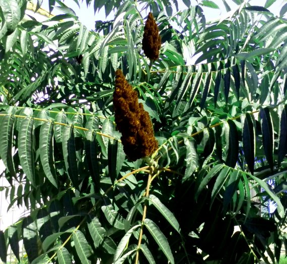 Сумах оленерогий, или уксусное дерево: условия выращивания, уход за растением.